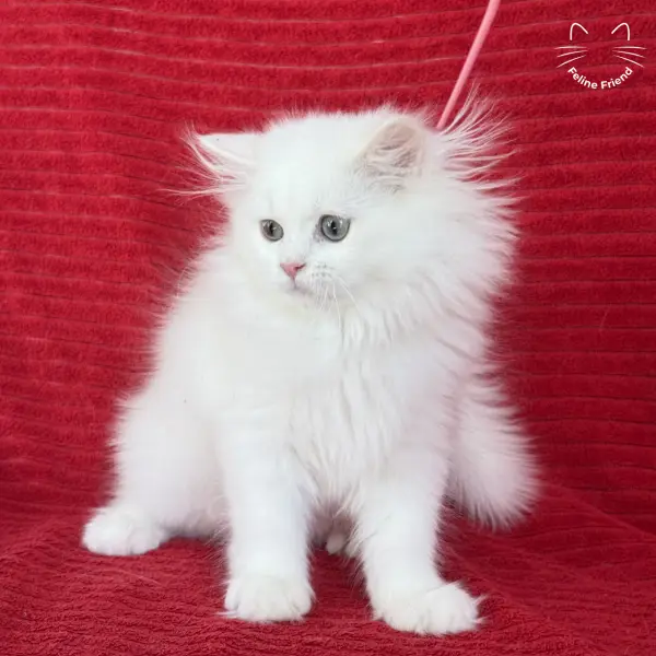 Marshmallow, a white persian kitten — photo 12