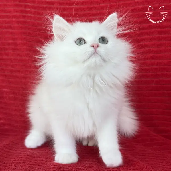 Marshmallow, a white persian kitten — photo 13
