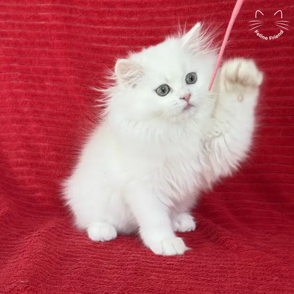 Marshmallow, a white persian kitten — photo 14