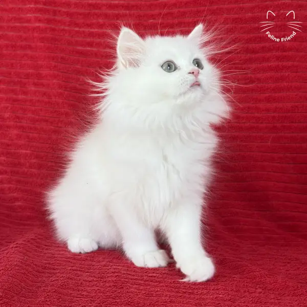 Marshmallow, a white persian kitten — photo 15