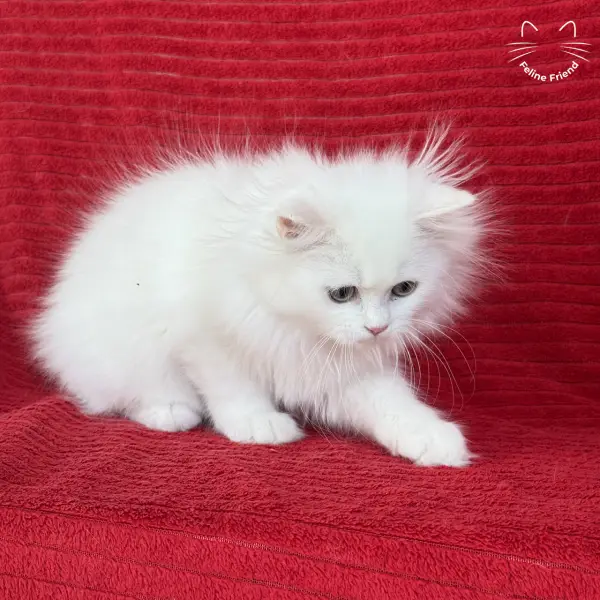 Marshmallow, a white persian kitten — photo 16