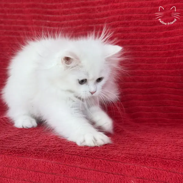 Marshmallow, a white persian kitten — photo 17