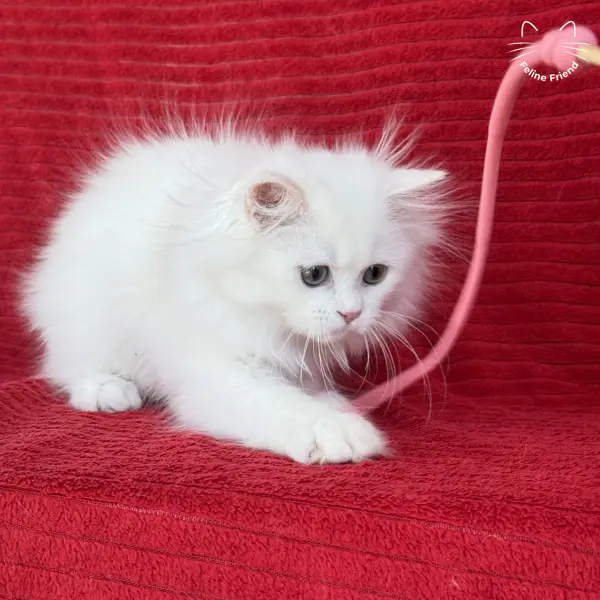 Marshmallow, a white persian kitten — photo 18