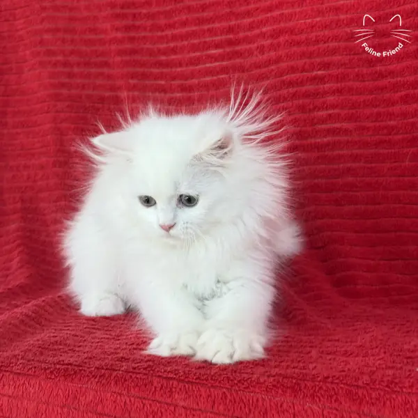 Marshmallow, a white persian kitten — photo 19