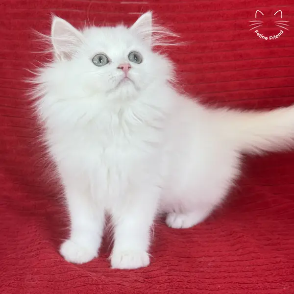 Marshmallow, a white persian kitten — photo 2