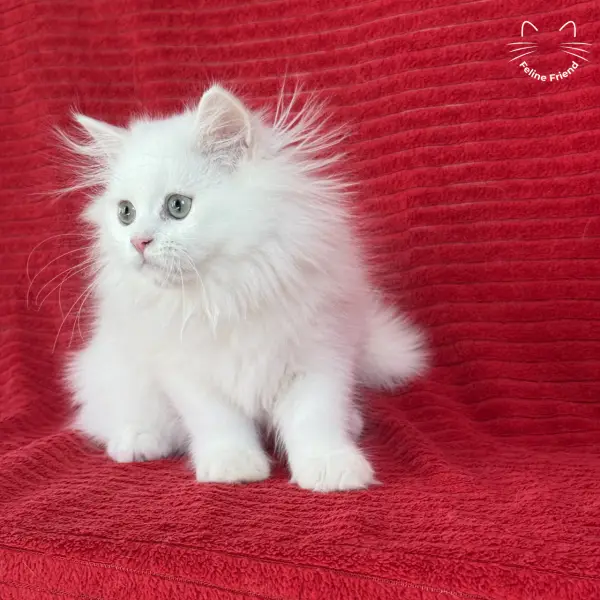 Marshmallow, a white persian kitten — photo 20
