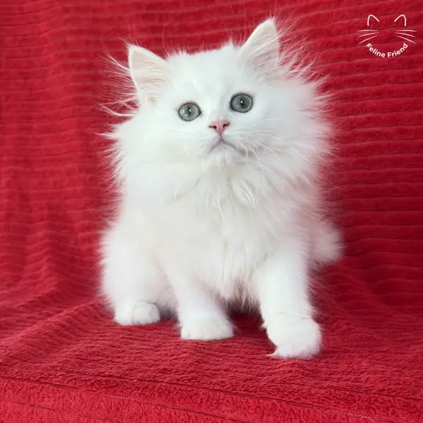 Marshmallow, a white persian kitten — photo 21