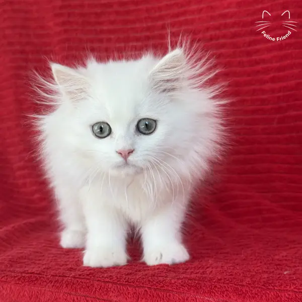 Marshmallow, a white persian kitten — photo 22