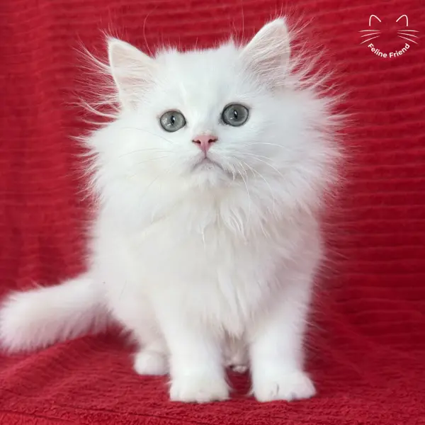 Marshmallow, a white persian kitten — photo 23