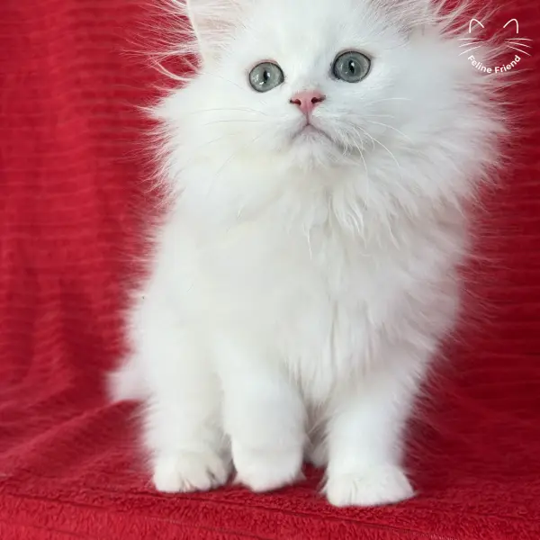 Marshmallow, a white persian kitten — photo 24