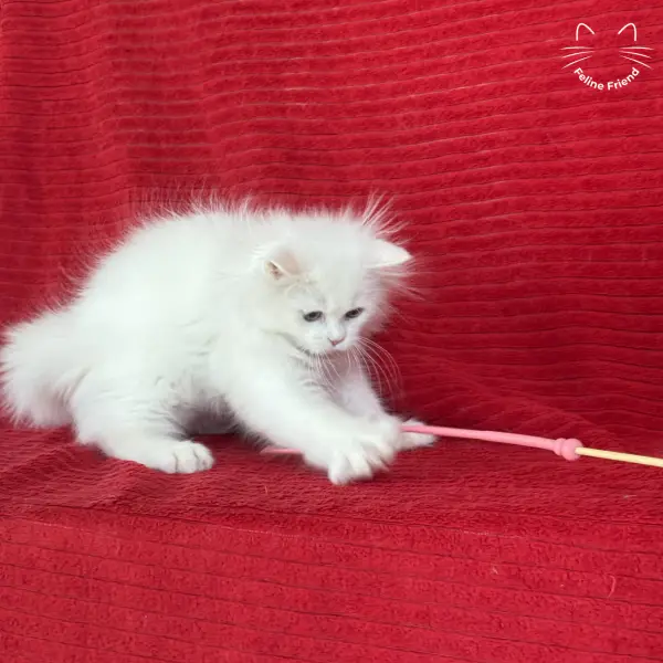 Marshmallow, a white persian kitten — photo 25