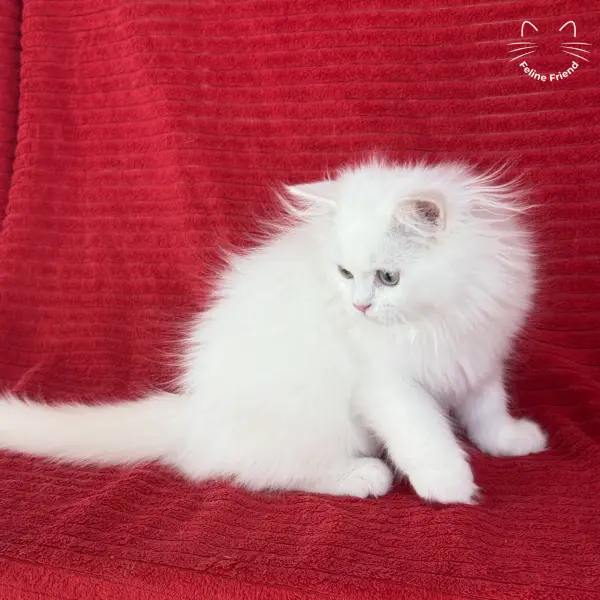 Marshmallow, a white persian kitten — photo 3