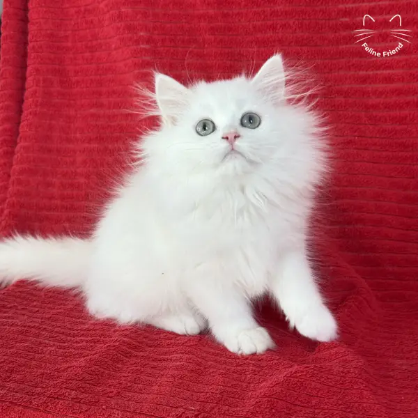 Marshmallow, a white persian kitten — photo 4