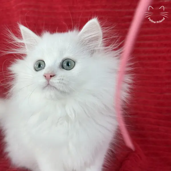 Marshmallow, a white persian kitten — photo 5