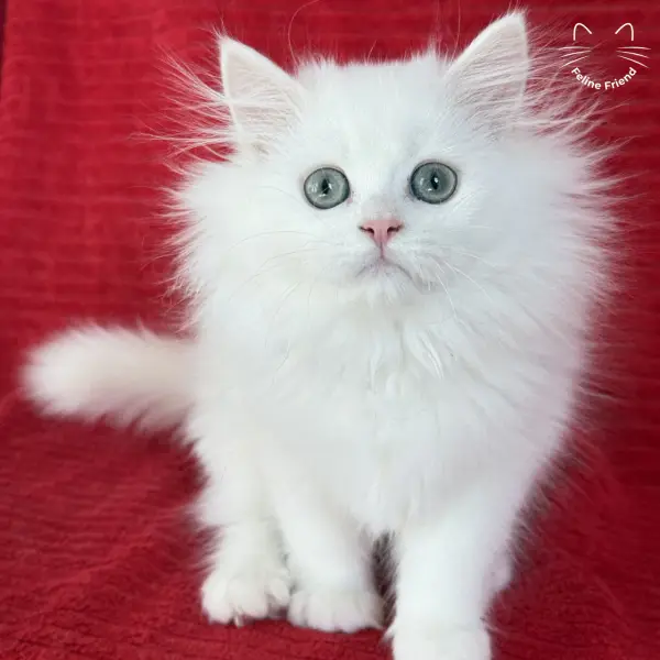 Marshmallow, a white persian kitten — photo 6