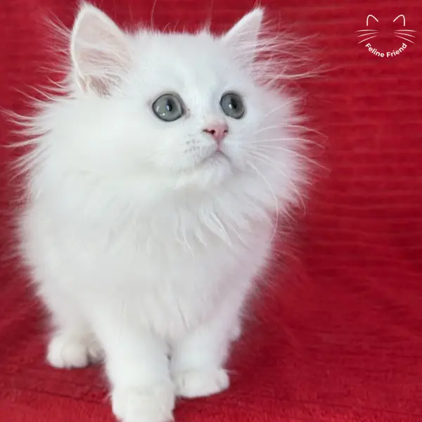 Marshmallow, a white persian kitten — photo 7