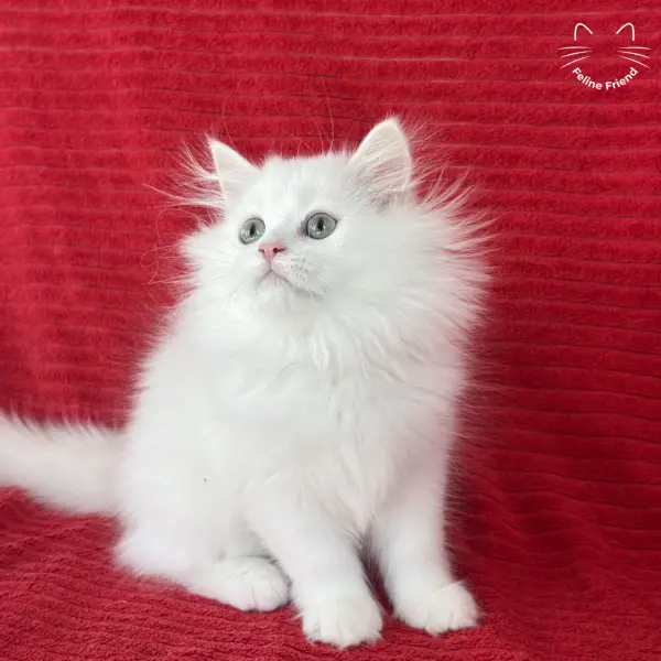 Marshmallow, a white persian kitten — photo 8