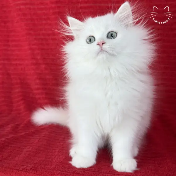 Marshmallow, a white persian kitten — photo 9