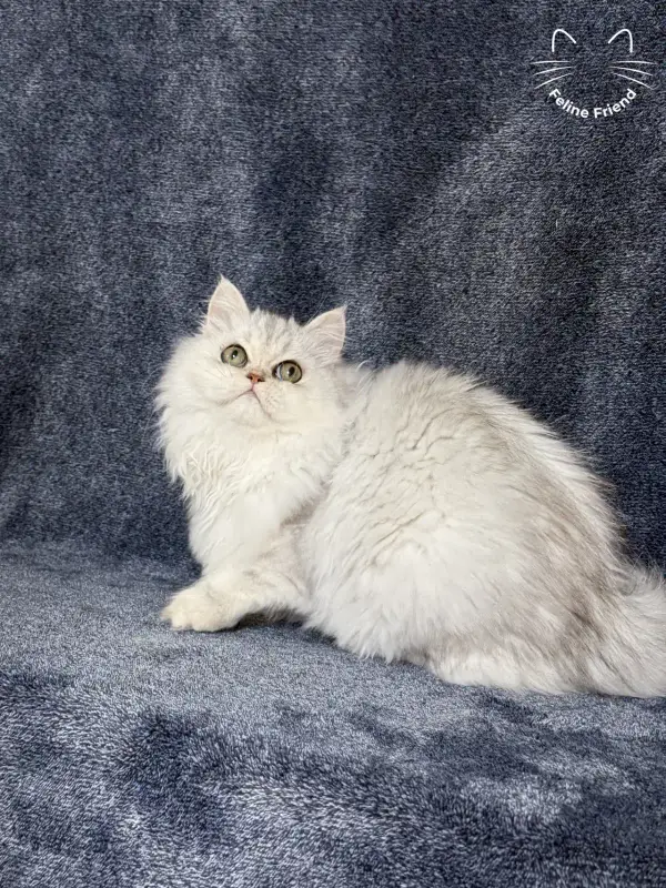 Muffin, a silver shaded exotic/persian kitten