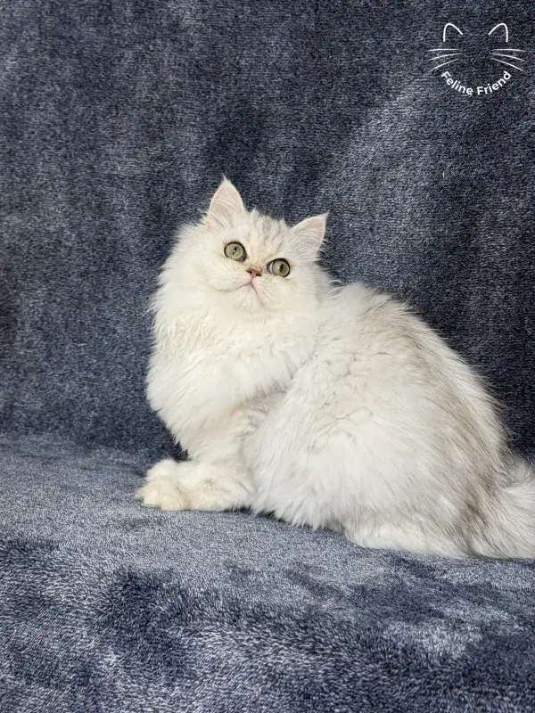 Muffin, a silver shaded exotic/persian kitten — photo 2