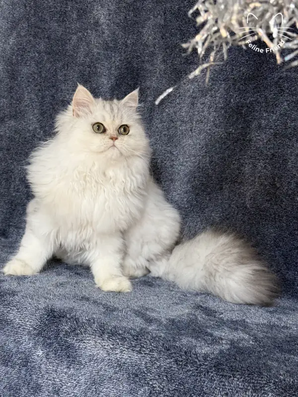 Muffin, a silver shaded exotic/persian kitten — photo 3