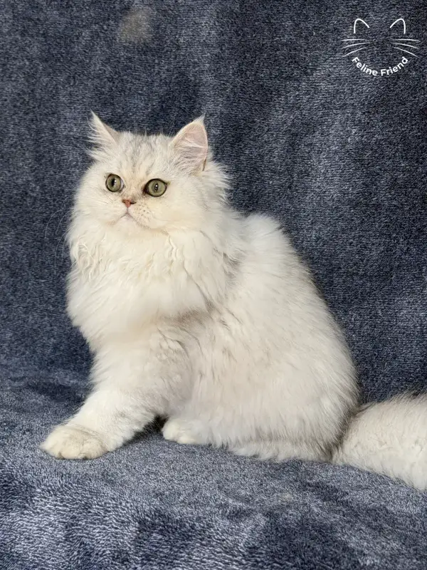 Muffin, a silver shaded exotic/persian kitten — photo 4