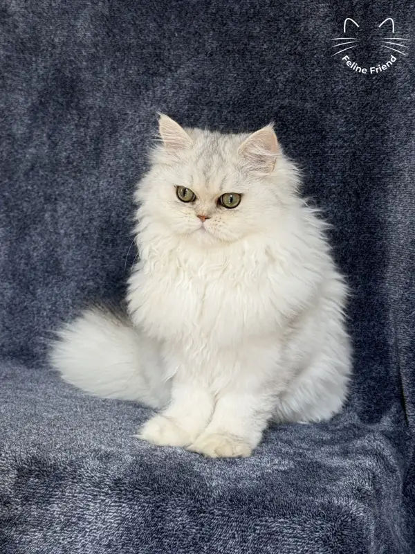 Muffin, a silver shaded exotic/persian kitten — photo 5