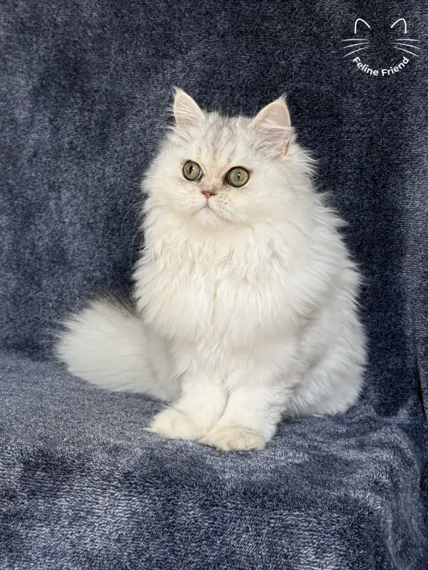 Muffin, a silver shaded exotic/persian kitten — photo 6