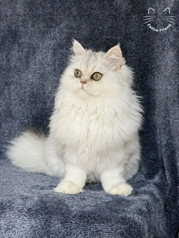 Muffin, a silver shaded exotic/persian kitten — photo 7