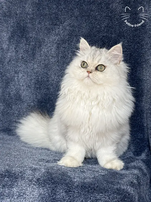 Muffin, a silver shaded exotic/persian kitten — photo 8