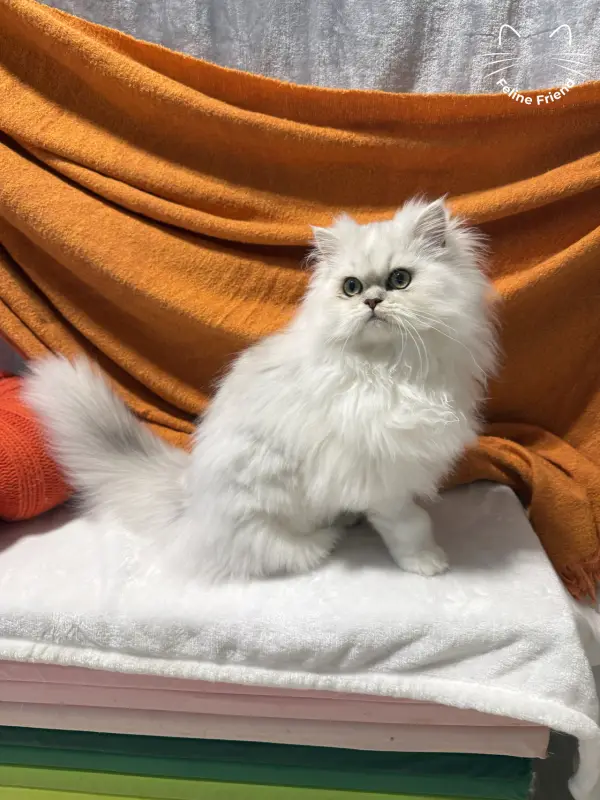 Nova, a silver bicolor persian kitten