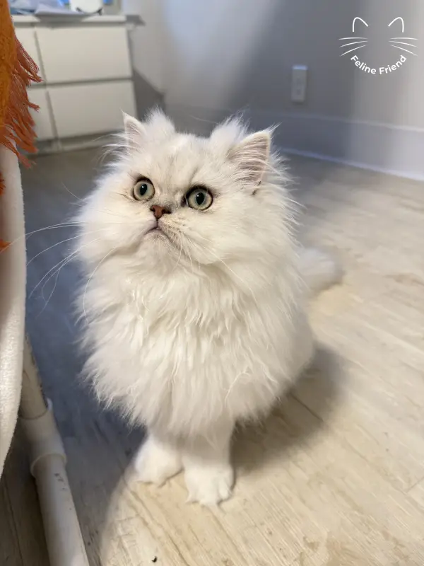 Nova, a silver bicolor persian kitten — photo 10
