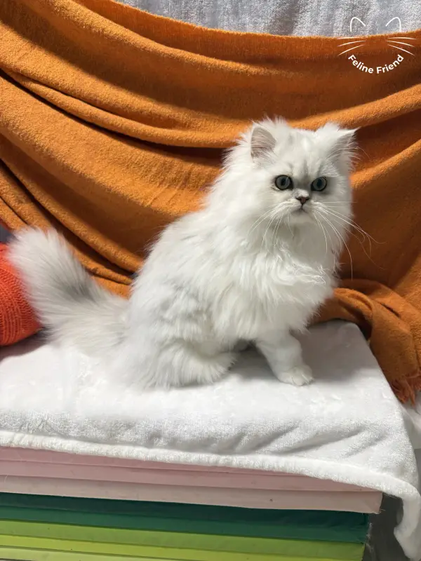Nova, a silver bicolor persian kitten — photo 2