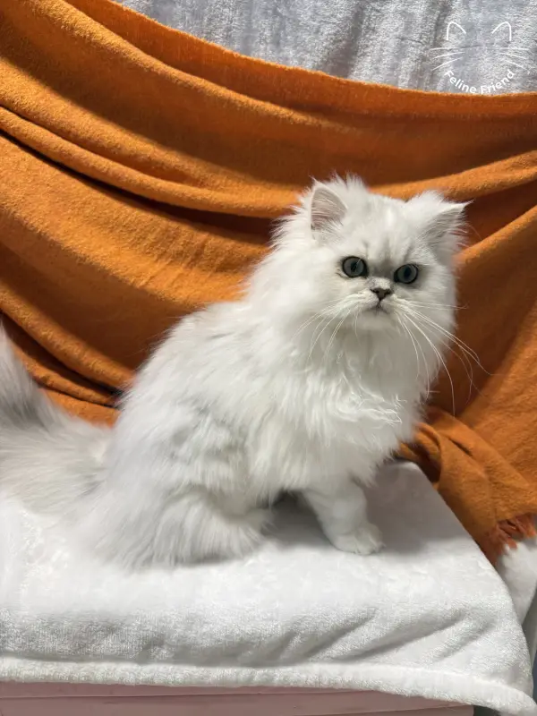 Nova, a silver bicolor persian kitten — photo 3