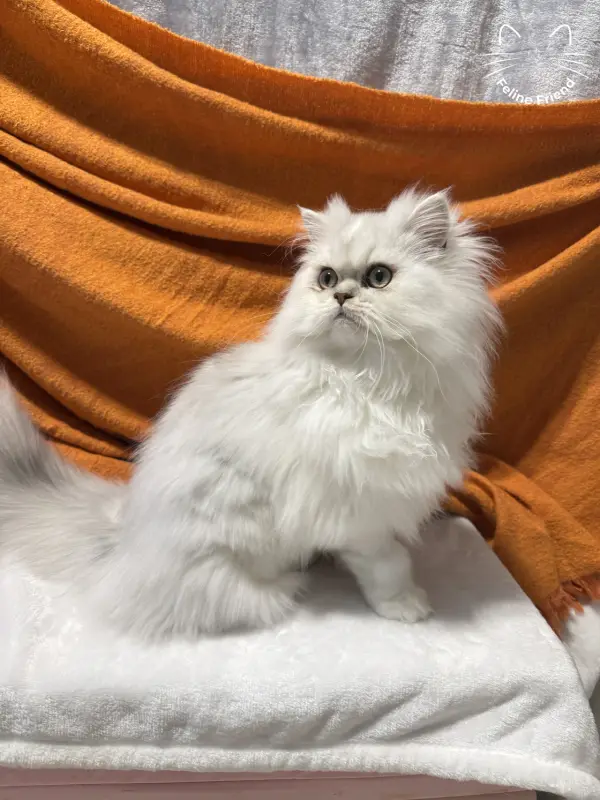 Nova, a silver bicolor persian kitten — photo 4