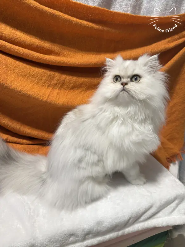Nova, a silver bicolor persian kitten — photo 5