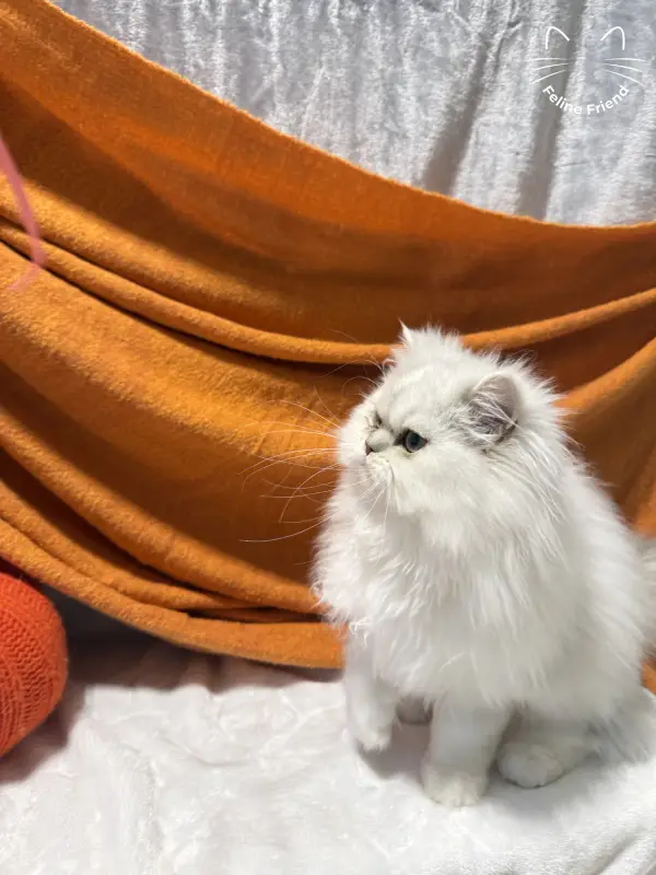 Nova, a silver bicolor persian kitten — photo 6
