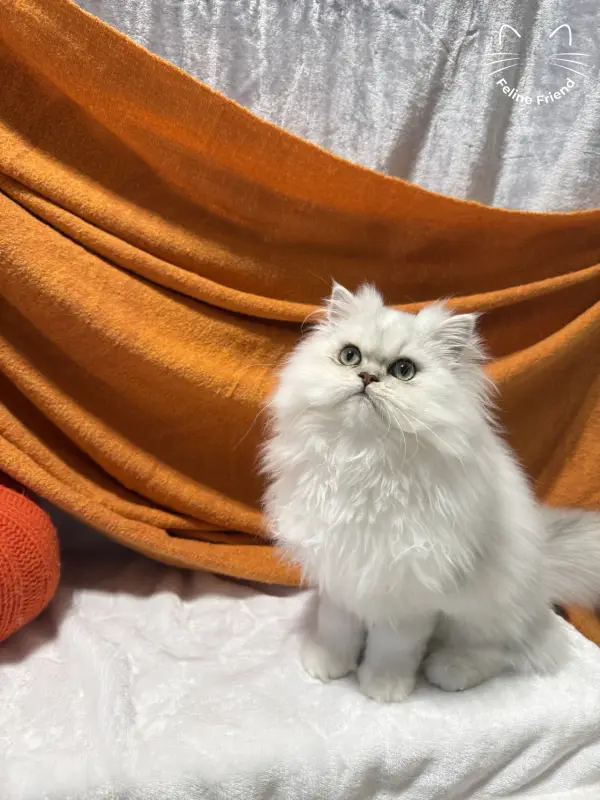 Nova, a silver bicolor persian kitten — photo 7