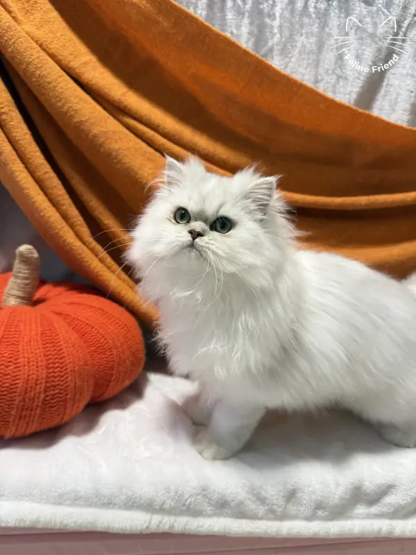 Nova, a silver bicolor persian kitten — photo 8