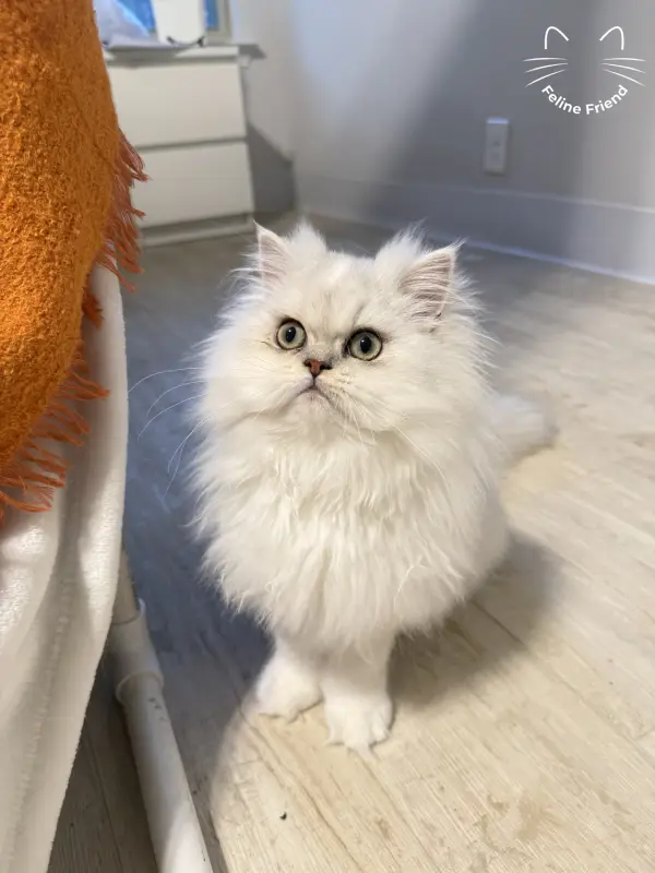 Nova, a silver bicolor persian kitten — photo 9