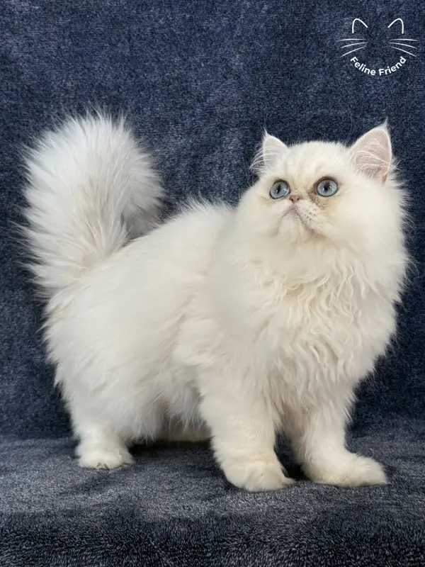Nugget, a chinchilla point exotic/persian kitten