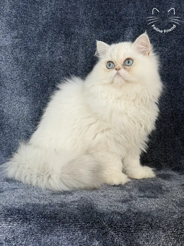 Nugget, a chinchilla point exotic/persian kitten — photo 11
