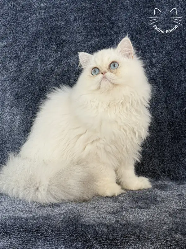 Nugget, a chinchilla point exotic/persian kitten — photo 12