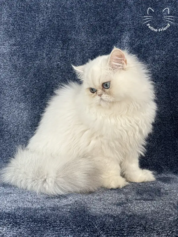 Nugget, a chinchilla point exotic/persian kitten — photo 13