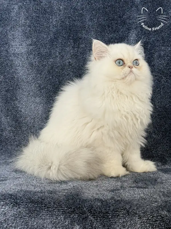 Nugget, a chinchilla point exotic/persian kitten — photo 14