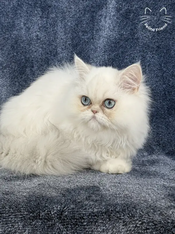 Nugget, a chinchilla point exotic/persian kitten — photo 15