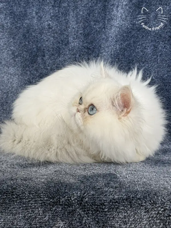 Nugget, a chinchilla point exotic/persian kitten — photo 16