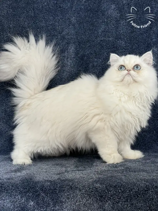 Nugget, a chinchilla point exotic/persian kitten — photo 2