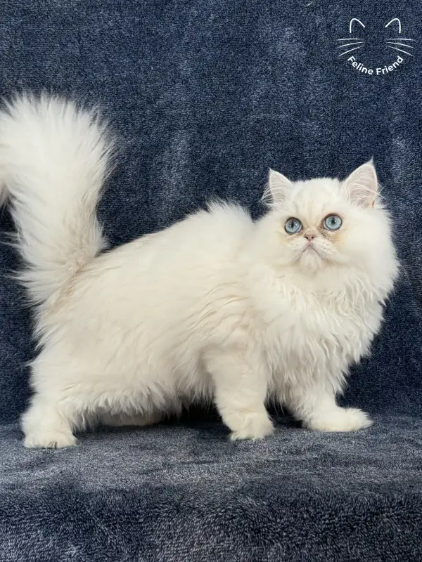 Nugget, a chinchilla point exotic/persian kitten — photo 3