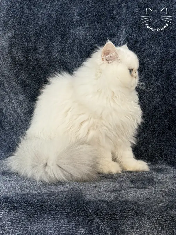 Nugget, a chinchilla point exotic/persian kitten — photo 4